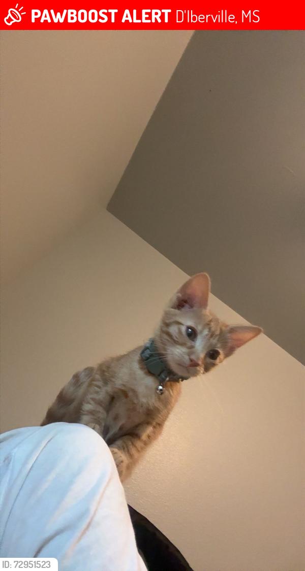 Lost Female Cat last seen Mcdonalds, D'Iberville, MS 39540