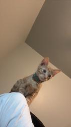 Lost Female Cat last seen Mcdonalds, D'Iberville, MS 39540