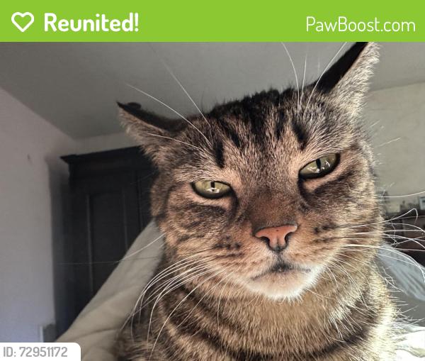 Reunited Female Cat last seen Norwalk Green , Norwalk, CT 06851