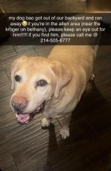 Reunited Male Dog last seen Heritage Pkwy & Bethany , Allen, TX 75002