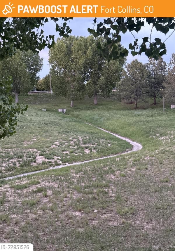 Found/Stray Unknown Cat last seen In the green drainage area, spotted while walking along Turnberry from Richard’s Lake Dr toward mainsail. Was sitting on the concrete ditch of the drainage system., Fort Collins, CO 80524
