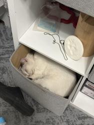 Reunited Female Cat last seen Kostner and thomas, Chicago, IL 60651