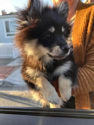 Reunited Male Dog last seen Chanslor Ave and Broadway Ave, Richmond, CA 94808