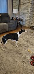 Reunited Unknown Dog last seen Southern highlands parkway & Somerset , Enterprise, NV 89141