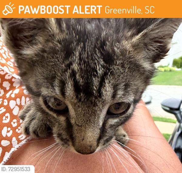 Found/Stray Unknown Cat last seen Fork Shouls, Greenville, SC 29605