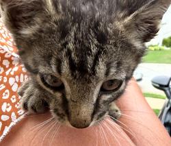 Found/Stray Unknown Cat last seen Fork Shouls, Greenville, SC 29605