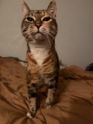 Reunited Female Cat last seen N 90th Pl and N 90th St, Scottsdale, AZ 85260