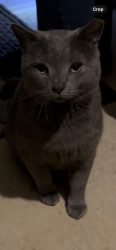 Found/Stray Male Cat last seen Ashley Place , Gaston County, NC 28016