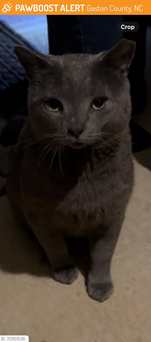 Found/Stray Male Cat last seen Ashley Place , Gaston County, NC 28016