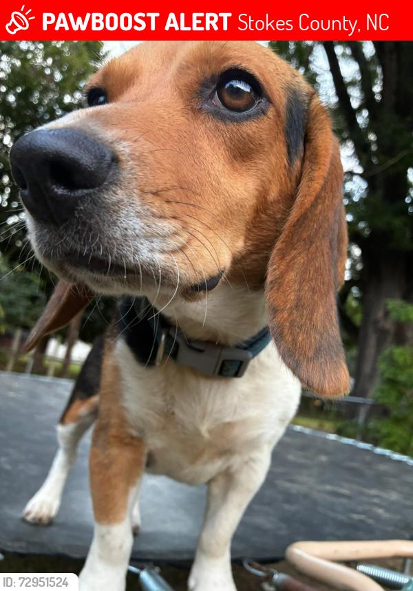 Lost Female Dog last seen Sauratown Mountain, Mazie Lane , Pinnacle, , Stokes County, NC 27043