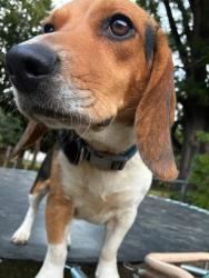 Lost Female Dog last seen Sauratown Mountain, Mazie Lane , Pinnacle, , Stokes County, NC 27043