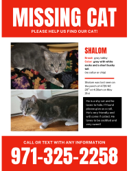 Lost Male Cat last seen 20th ave and wygant, Portland, OR 97211