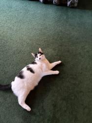 Reunited Female Cat last seen TAB baseball field , Torrance, CA 90505