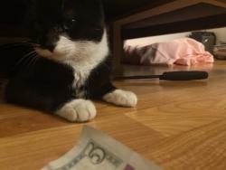 Reunited Female Cat last seen Near Bradmere Loop, Newport News, VA 23608, USA, Newport News, VA 23608