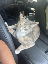 Lost Female Cat last seen Northstark Rd, Ross Lake Township, MN 56431