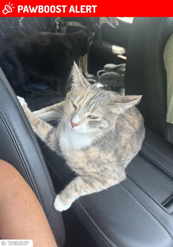 Lost Female Cat last seen Northstark Rd, Ross Lake Township, MN 56431