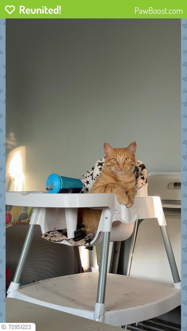Reunited Female Cat last seen Near South, West Valley City, UT 84119