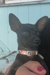 Lost Female Dog last seen Central ave. Entre riverside dr y chino ave , Chino, CA 91710