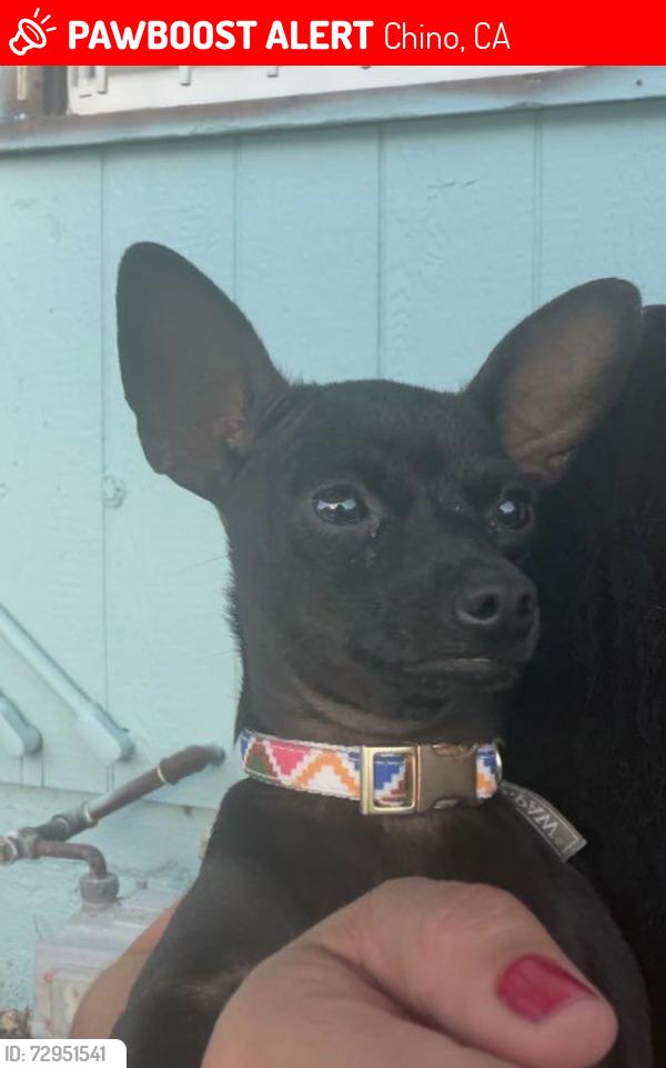 Lost Female Dog last seen Central ave. Entre riverside dr y chino ave, Chino, CA 91710