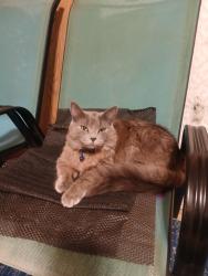 Reunited Male Cat last seen McKnight $ South, North Saint Paul, MN 55109