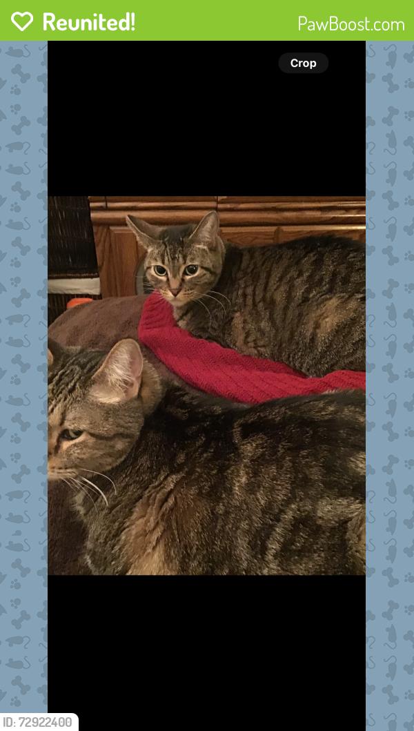Reunited Male Cat last seen Mount hood , Las Vegas, NV 89156