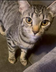Reunited Female Cat last seen Last seen near City Hall Park, Brea, CA 92821