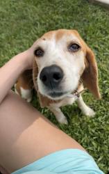 Found/Stray Female Dog last seen Johnnie Smith Road/ Zack Howard Road , Deep Run, NC 28525