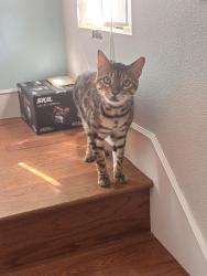 Lost Male Cat last seen Rue Monet and rue du park, Lake Forest, CA 92610