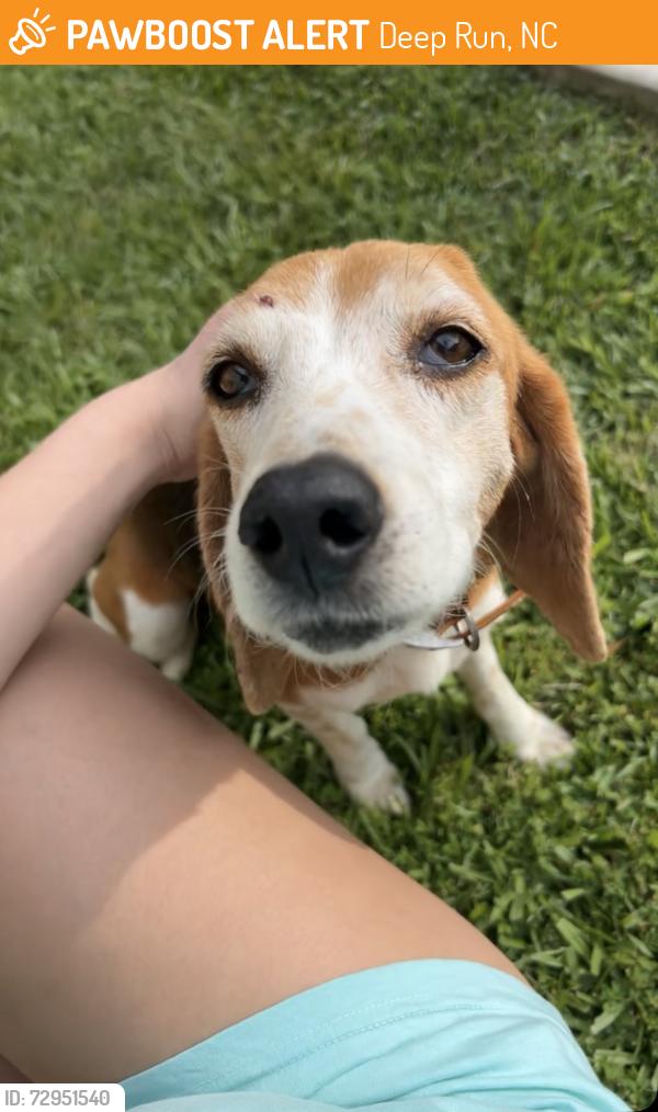 Found/Stray Female Dog last seen Johnnie Smith Road/ Zack Howard Road , Deep Run, NC 28525