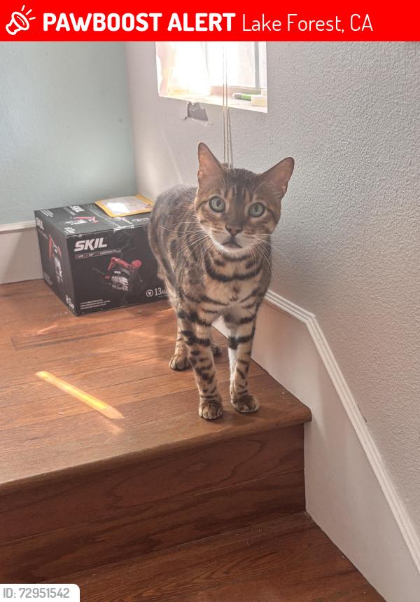 Lost Male Cat last seen Rue Monet and rue du park, Lake Forest, CA 92610