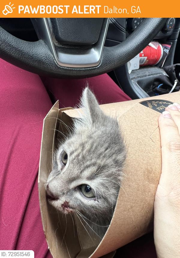 Found/Stray Unknown Cat last seen Near Hardee’s, Dalton, GA 30721