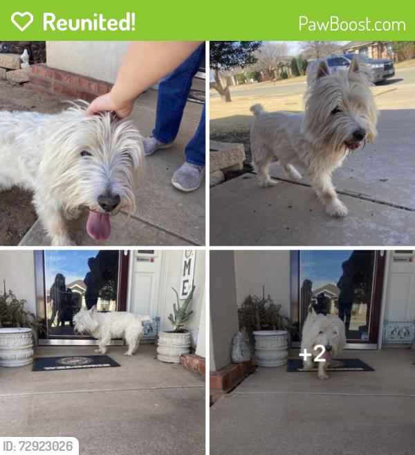 Reunited Male Dog last seen 105th and Indiana , Lubbock, TX 79423