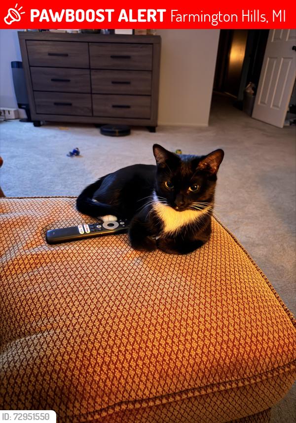 Lost Female Cat last seen Pineview and Forest Hill, Farmington Hills, MI 48331