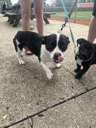 Found/Stray Female Dog last seen Cemetery road Elkview WV , Elkview, WV 25071