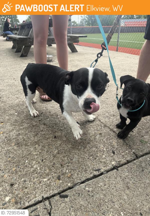 Found/Stray Female Dog last seen Cemetery road Elkview WV , Elkview, WV 25071