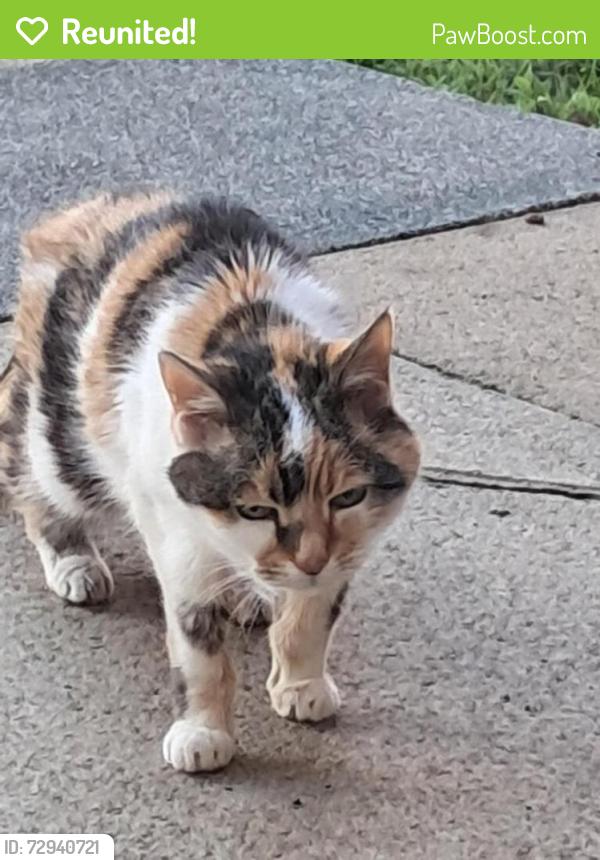 Reunited Female Cat last seen Tatton Court Egerton Road, Greater Manchester, England M14 6XH