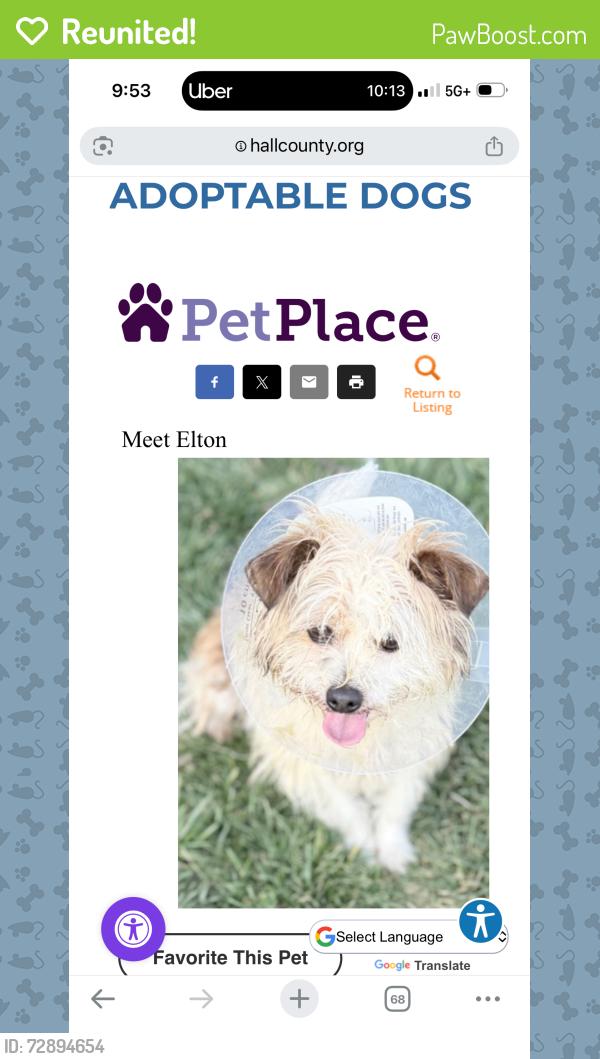 Reunited Male Dog last seen Near Plum Frost Court Oakwood,Ga 30566, Oakwood, GA 30566