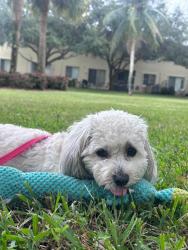 Lost Female Dog last seen Hypoluxo rd, Palm Beach County, FL 33463