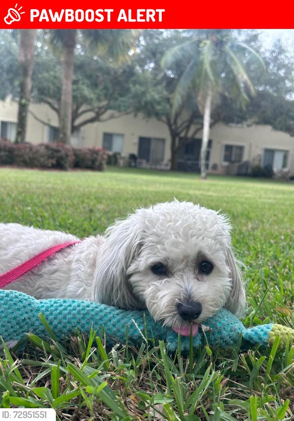 Lost Female Dog last seen Hypoluxo rd, Palm Beach County, FL 33463