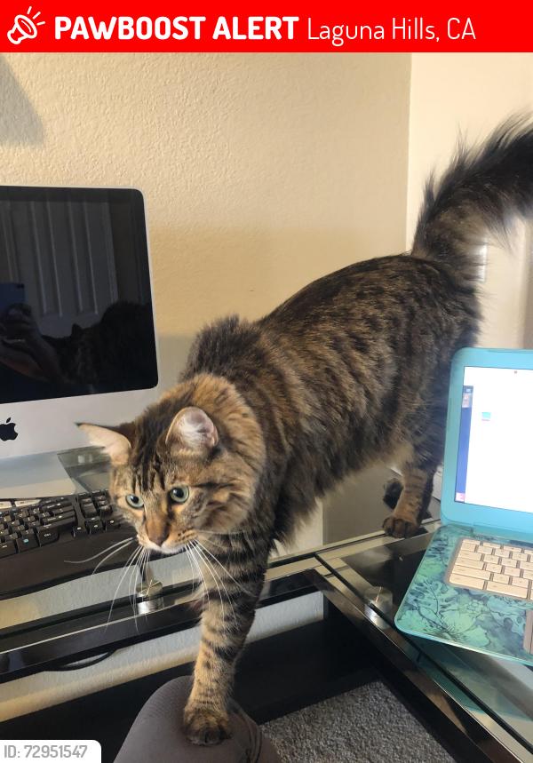 Lost Female Cat last seen Alicia, Moulton , Laguna Hills, CA 92653