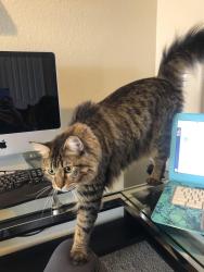 Lost Female Cat last seen Alicia, Moulton , Laguna Hills, CA 92653