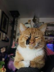 Lost Male Cat last seen Custer Road, Lakewood, WA 98499