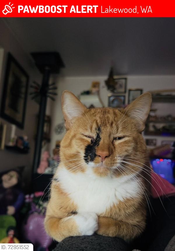 Lost Male Cat last seen Custer Road, Lakewood, WA 98499