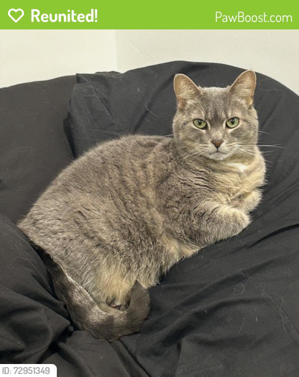 Reunited Female Cat last seen York Ave & Mendota St, Saint Paul, MN 55106