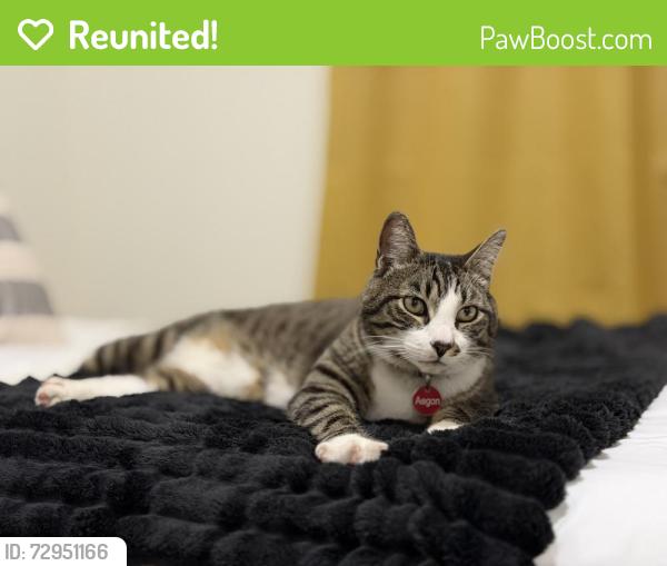 Reunited Male Cat last seen Lives near Olympia Regional Learning Academy., Olympia, WA 98501