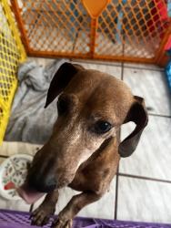 Reunited Male Dog last seen Skybird and Crescent Moon, Houston, TX 77064