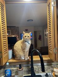 Reunited Male Cat last seen Holiday Ln, North Richland Hills, TX 76180