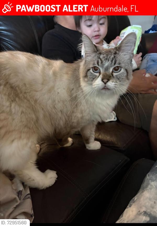 Lost Male Cat last seen Berkley road auburndale fl , Auburndale, FL 33823