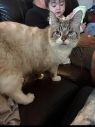 Lost Male Cat last seen Berkley road auburndale fl , Auburndale, FL 33823