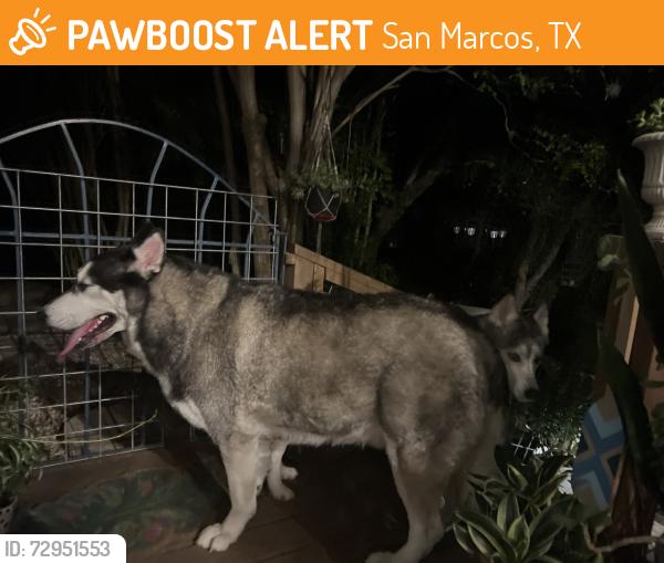 Found/Stray Female Dog last seen Near Sendero Dr, San Marcos, TX 78666